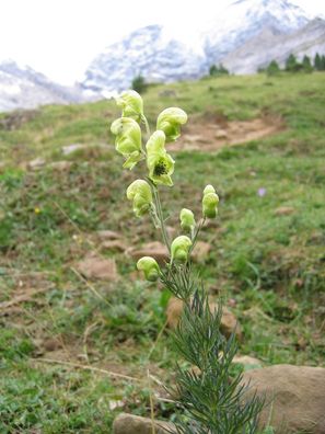 50 Samen Aconitum anthora - Gelber Eisenhut - Gifteisenhut