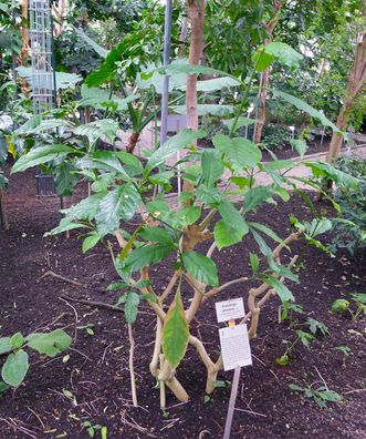 50 Samen Voacanga africana Voacangastrauch - Medizinalpflanze