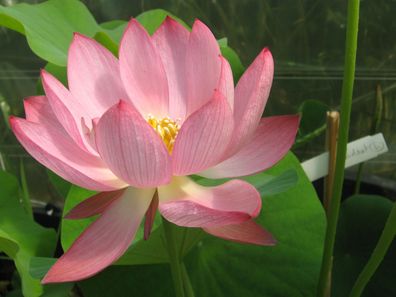 Indische Lotusblume ROSA - 100 Samen - Nelumbo nucifera - Lotus Lotos Lotosblume