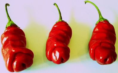 Penis Chili Rot 10 Samen (Peter-Pepper) Der Blickfang im Garten - Tolle Frucht