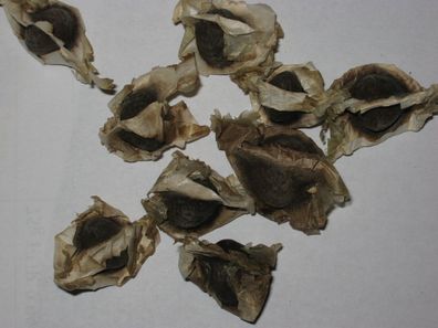 50 Samen Moringa Oleifera PKM1 - Meerrettichbaum - Premium Qualität