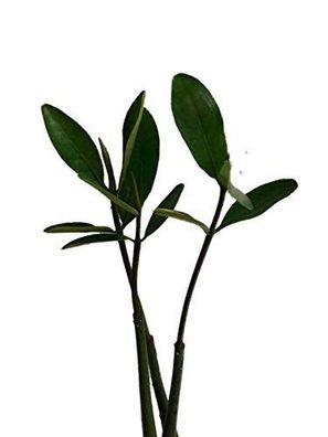 1 Rote Mangrove (Rhizophora mangle) Samen / Keimling Mangrovenbaum