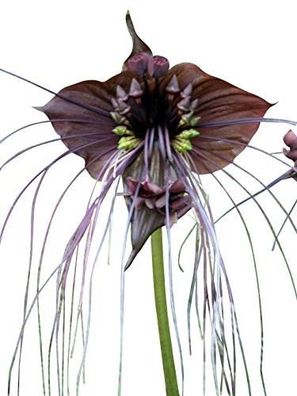 Schwarze Fledermausblume "Black-Bat-Flower" - Tacca * 10 Samen* >Teufelsblume