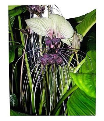 Weiße Fledermausblume "White-Bat-Flower" - Tacca * 10 Samen* >Teufelsblume