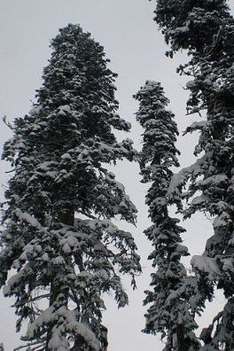 Echte Nordmanntanne (Abies nordmanniana) 100 Samen -Beliebtester Weihnachtsbaum-