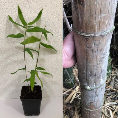 250 Samen Riesenbambus Dendrocalamus strictus / Kalkuttabambus, schnellwachsend