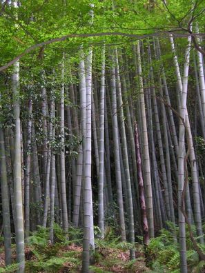 TOP * Riesenbambus * MOSO Bambus * Phyllostachys edulis * 50 frische Samen