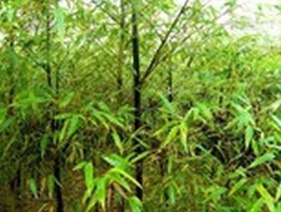Black Bamboo/ Bambus -Phyllostachys nigra- Winterharter Bambus 100 Samen- Selten