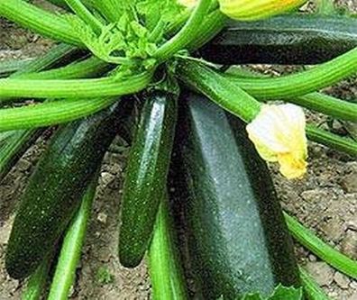 Zucchini -Black Beauty- 10 Samen -Super Ertrag-