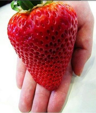 Riesen Erdbeere ca 100 Samen -Größte Erdbeere der Welt- Erdbeersamen Giant Erdbeere