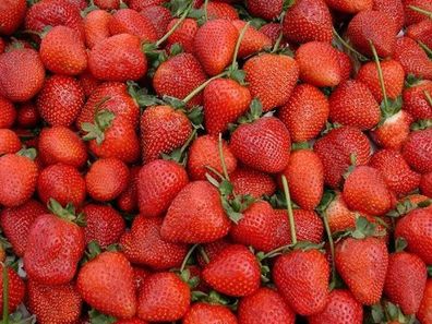 Erdbeeren 50 Samen * Großfruchtig/ Süß/ Wohlschmeckend* Super Ertrag und Winterhart