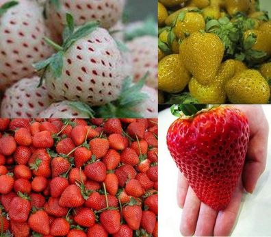 Erdbeeren-Sortiment XXL (Weisse + Gelbe + Rote + Riesenerdbeeren) 80 + + Samen TOP