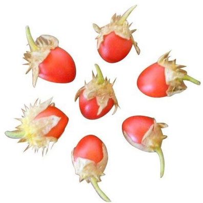 Litchitomate -Solanum sisymbrifolium- 50 Samen