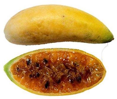 Bananen Passionsfrucht -Passiflora mollissima- 10 Samen
