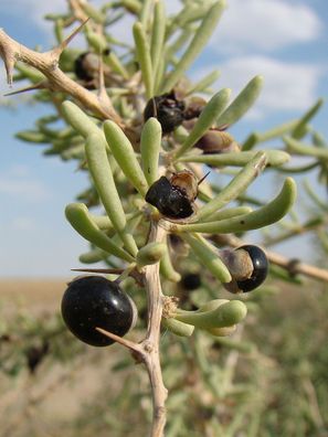 Schwarze Goji Beere -Lycium ruthenicum- 200 Samen