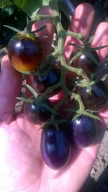 Indigo Kumquat Tomate - 10 Samen - guter Ertrag bei fruchtigem Aroma