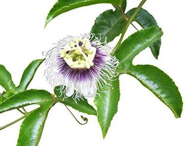 50 Samen Blaue Passionsblume, Maracuja, Passionsfrucht (Passiflora caerulea)