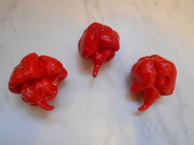 Trinidad Scorpion Butch T 10 Samen (Über 1.500.000 Scov.) schärfer als Jolokia Chili