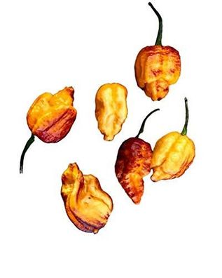 Chili Pockmark ?Orange? 10 Samen -Seltene sehr scharfe Schönheit Chilisamen