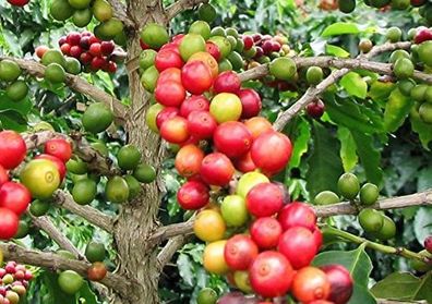 Zwerg - Kaffee 20 Samen - Coffea arabica nana - Schöne Zimmerpflanze