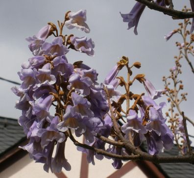 Chinesischer Blauglockenbaum * Paulownia tomentosa* 100 frische Samen