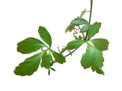 Jiaogulan Pflanze der Unsterblichkeit 25 Samen - Gynostemma pentaphyllum