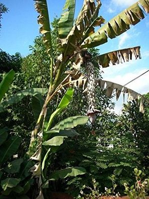 Frostharte Fruchtbanane -musa balbisiana- 10 Samen