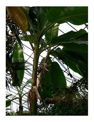 Himalaya Banane -musa sikkimensis- 10 Samen - Darjeeling-Banane