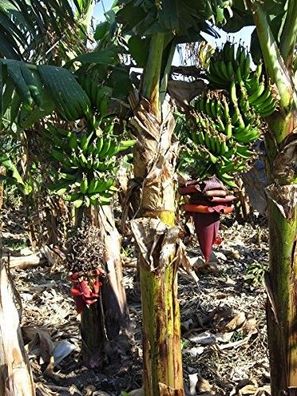 Indische Banane -Musa thomsonii- 10 frische Samen