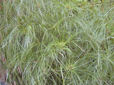 Echter Papyrus Cyperus papyrus Teichpflanze, Sumpfpflanze 50 Samen