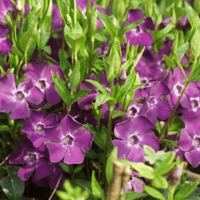 100 x Vinca minor ´Atropurpurea´ Kleines Immergrün (Bodendecker) 1,19 € pro St