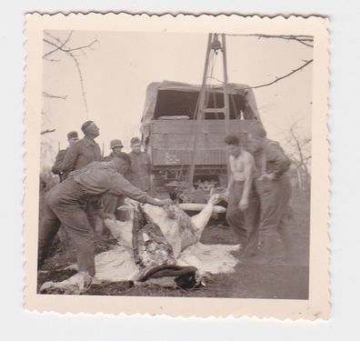 79569 Foto Soldaten mit geschlachteter Kuh an Lastwagen aufgehangen 2. Weltkrieg