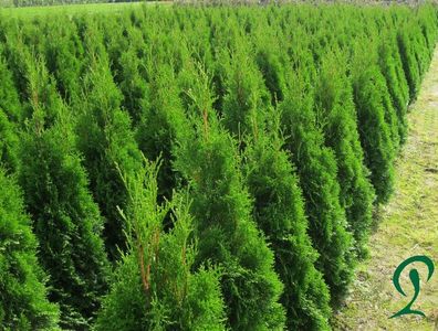 Thuja Smaragd 30 Stück Lebensbäume 80 bis 100 cm inkl Versand 315 Euro