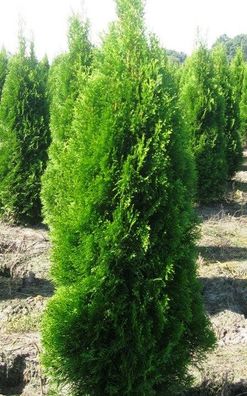 Thuja Smaragd 14 Stück Lebensbäume 100 bis 120 cm Höhe inkl Versand 233 Euro