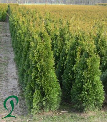 Thuja Smaragd 12 Stück Lebensbaum 80 bis 100 cm Pflanzenhöhe inkl Versand 185 Euro