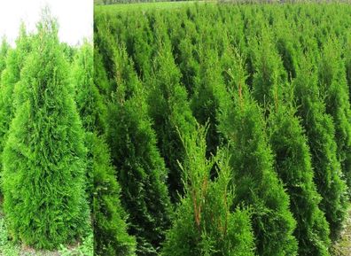 Thuja Smaragd 12 Stück Lebensbaum 120 bis 140 cm Pflanzenhöhe inkl Versand 255 Euro.