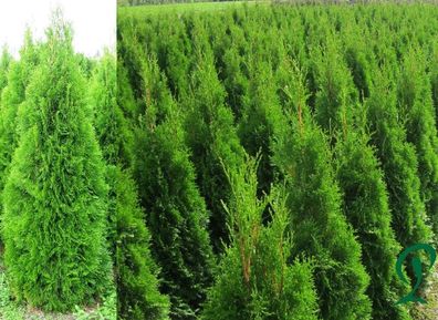 Thuja Smaragd 16 Stück Lebensbaum 120 bis 140 cm inkl Versand 299 Euro