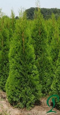Thuja Smaragd 14 Stück Lebensbaum 140 bis 160 cm Pflanzenhöhe inkl Versand 335 Euro.