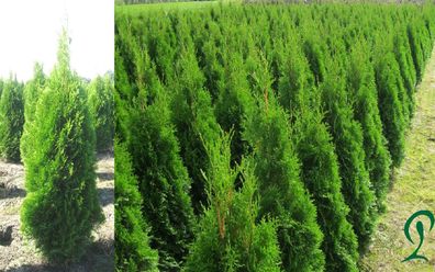 Thuja Smaragd 40 Stück Lebensbaum 80 bis 100 cm Pflanzenhöhe inkl Versand 388 Euro.