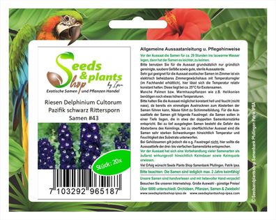 20x Riesen Delphinium Cultorum Pazifik schwarz Rittersporn Samen #43