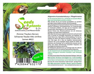 5x Zimmer Trauben Kernen Schwarze Traube Vitis vinifera Samen #422
