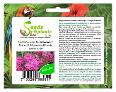 60x Amerikanischer Meadowsweet Mädesüß Filipendula Ulmaria Samen #360