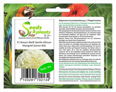 10x Riesen Vanille African Marigold Weiß Samen Saatgut #56