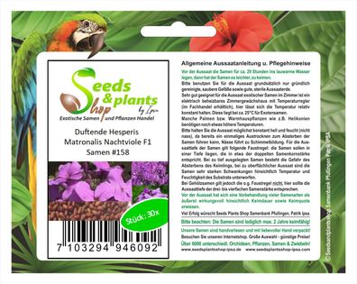 30x Duftende Hesperis Matronalis Nachtviole F1 Blumen Samen Pflanze #158