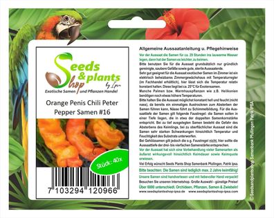 40x Penis Chili Peter Pepper Orange Samen Saatgut #16