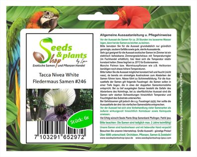 6x Tacca Nivea White Fledermaus Samen Pflanze Garten Hingucker #246