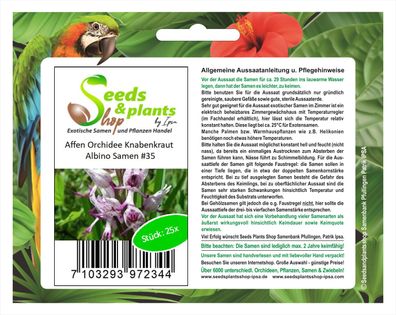25x Affen Orchidee Knabenkraut Albino Zimmerpflanze Samen Saatgut #35