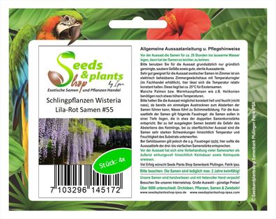 4x Schlingpflanzen Wisteria Lila Rot Samen Saatgut #55
