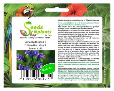 20x Amerika Riesen F1 Echium Blau Violett Samen Pflanze Garten #285