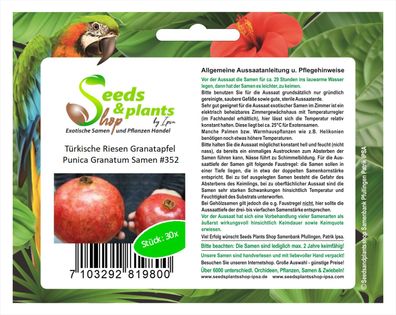 30x Türkische Riesen Granatapfel Punica Granatum Garten Obst Baum #352